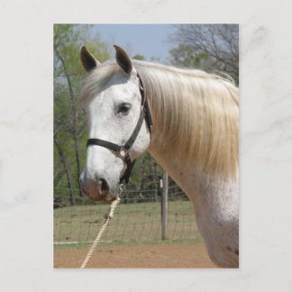 ANDALUSIAN HORSE HEAD MORISCO VYKORT