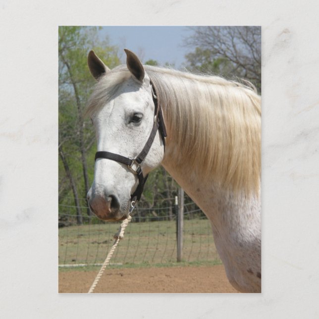 ANDALUSIAN HORSE HEAD MORISCO VYKORT (Framsida)