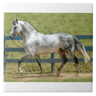 Andalusian trava för hingst kakelplatta
