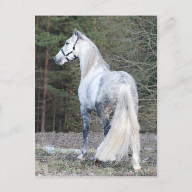 Andalusien 2 vykort (Framsida)