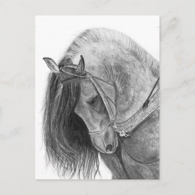 Andalusien Vykort (Framsida)