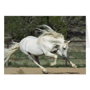Andalusisk hingst springer, PR Hälsningskort