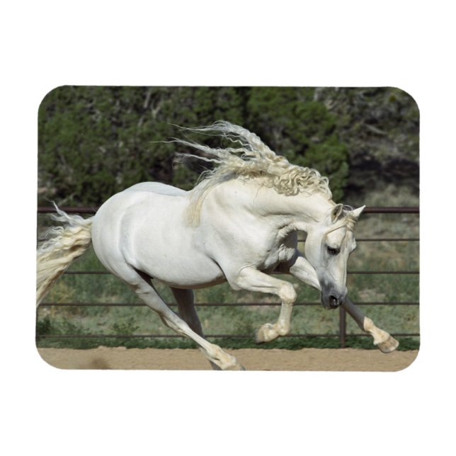 Andalusisk hingst springer, PR Magnet (Horisontell)