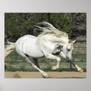 Andalusisk hingst springer, PR Poster