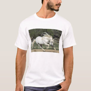Andalusisk hingst springer, PR Tee