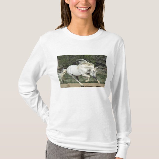 Andalusisk hingst springer, PR Tee (Framsida)