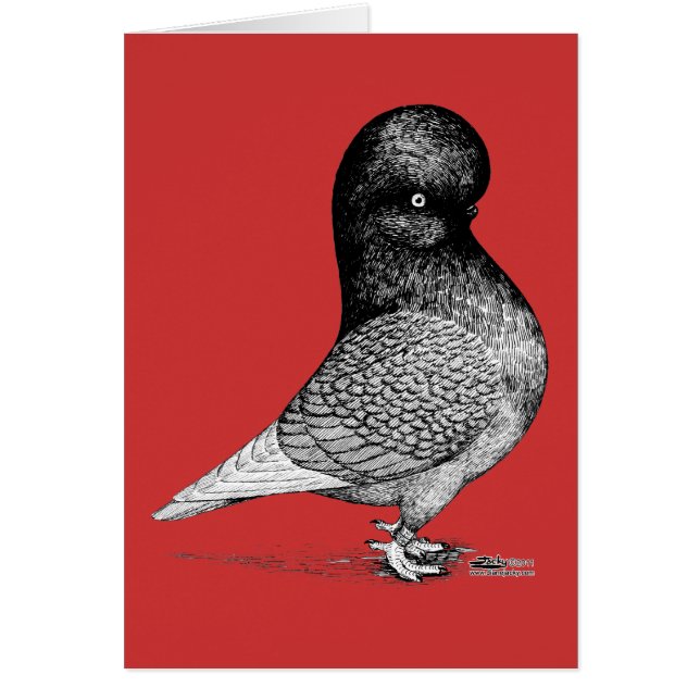 Andalusisk Tumbler Pigeon OBS Kort (Framsidan)