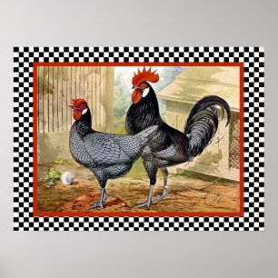 Andalusiska kycklingar i Farm Poster
