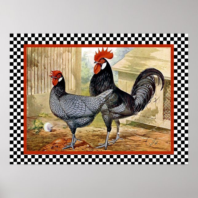 Andalusiska kycklingar i Farm Poster (Framsidan)