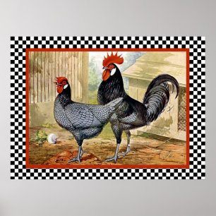 Andalusiska kycklingar i Farm Poster