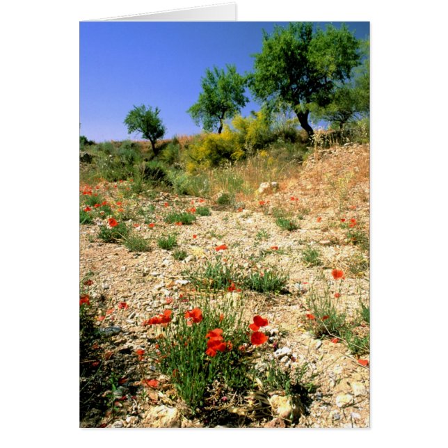Andalusiskt landskap med poppies. hälsningskort (Framsidan)