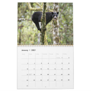 Andean Bears II-15 månaders kalender 1/2012-3/2013