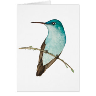 Andean Emerald Hummingbird OBS Kort