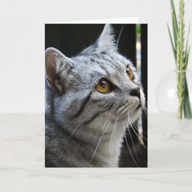 Andekattkort Kort (Framsida)