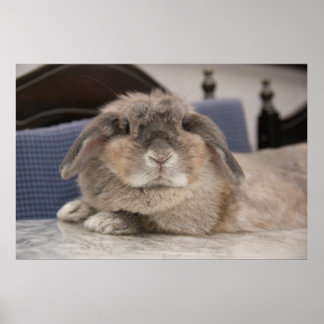Andora: Chillaxing Poster