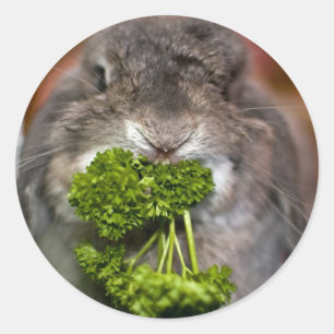 Andora: Parsley-attacken Runt Klistermärke