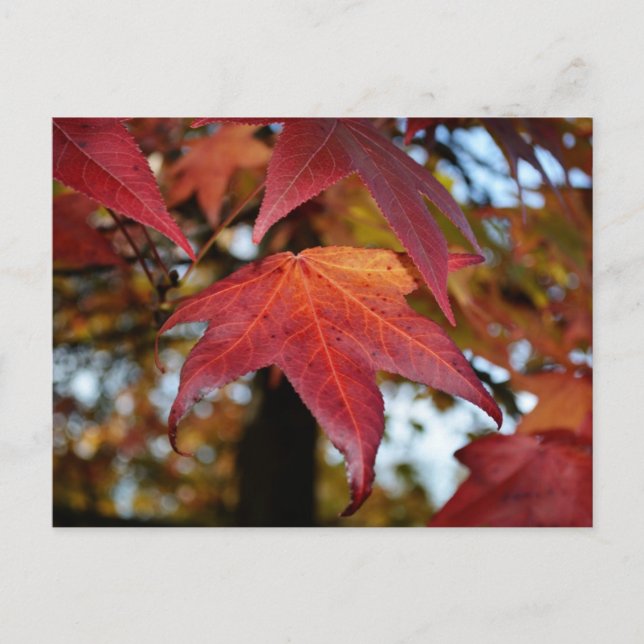 Ändra Löv på hösten Vykort (Framsida)
