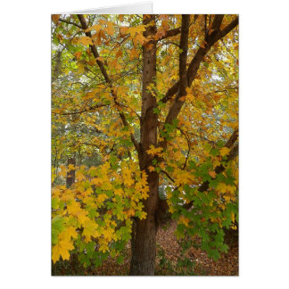 Ändrande färg för Florida lönn OBS Kort