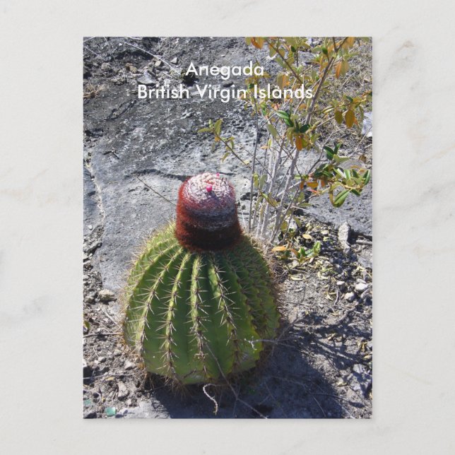 Anegada BVI Vykort (Framsida)