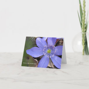 Anemonacutiloba, kor-lobed blåsippa kort