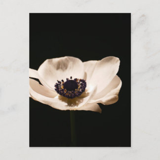 Anemonblomma Vykort