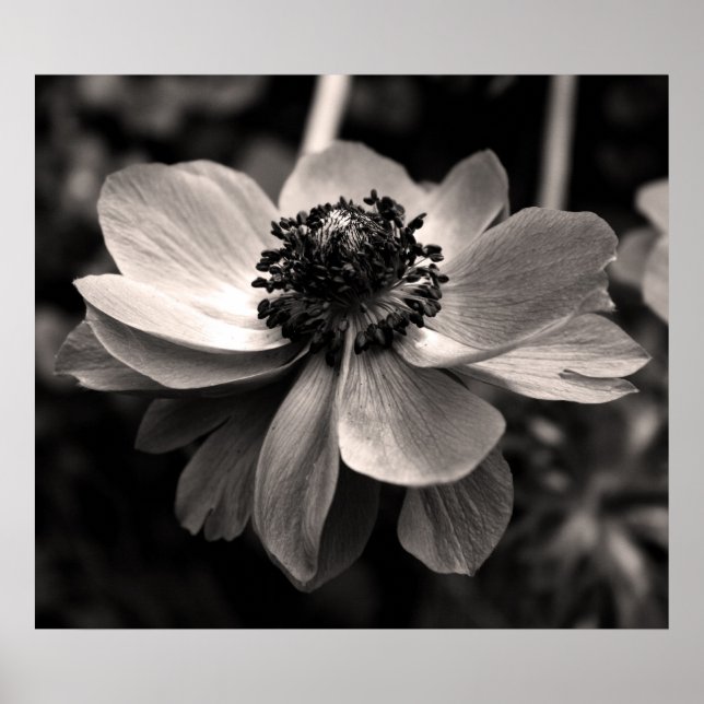 Anemone Black and White Floral-fotografi Poster (Framsidan)