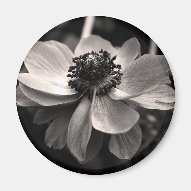 Anemone Black White Photography Round Magnet (Framsidan)