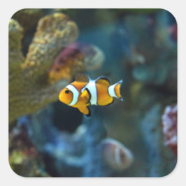 Anemone Fish Fyrkantigt Klistermärke