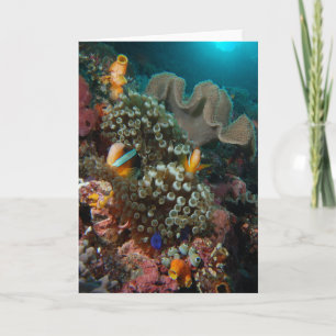 Anemone Fish Garden Kort