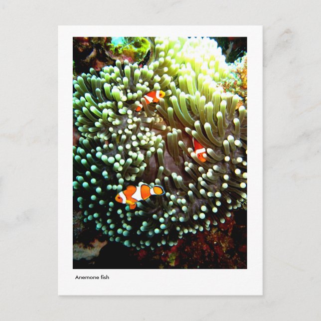 Anemone fish vycard vykort (Framsida)