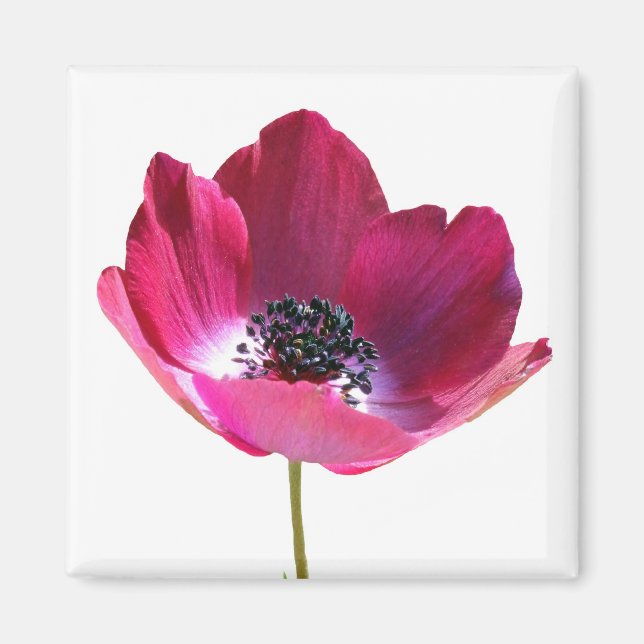 Anemone Flower Magnet (Framsidan)
