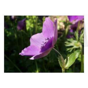 Anemone Garden Card Hälsningskort