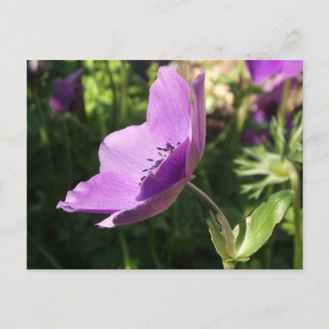 Anemone Garden Poscard Vykort (Framsida)