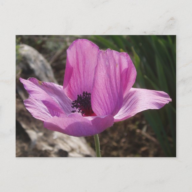 Anemone Garden Postcard Vykort (Framsida)