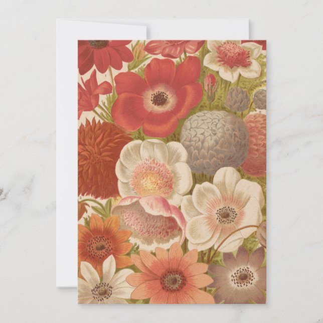 Anemone | George Nicholson (Framsida)