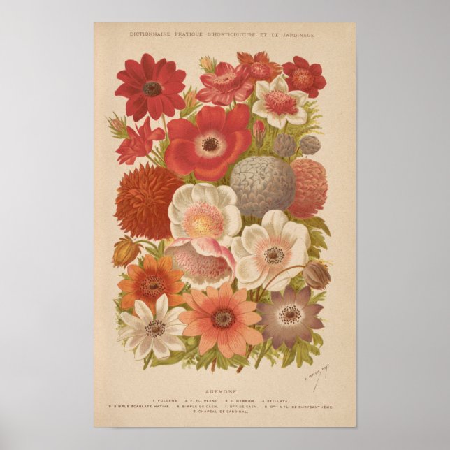 Anemone | George Nicholson Poster (Framsidan)