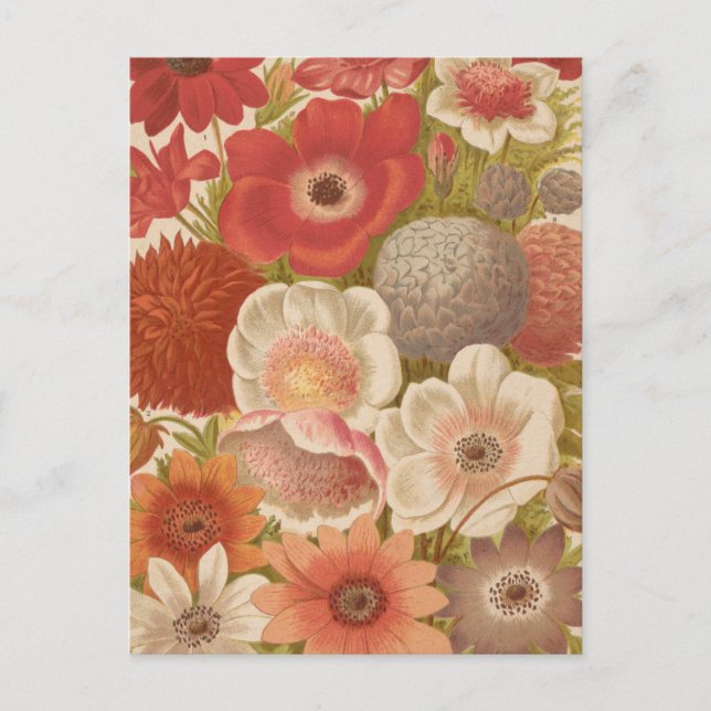 Anemone | George Nicholson Vykort (Framsida)