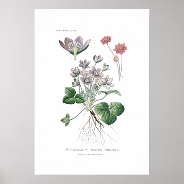 Anemone hepatica poster (Framsidan)