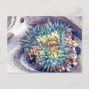 Anemone i Vatten Vykort
