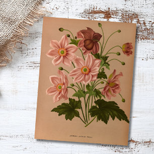 Anemone Japonica Rosea Exquisite Vintage Botanical Vykort