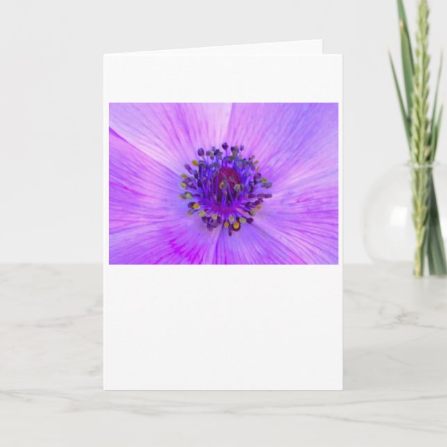 Anemone, kort (Framsida)