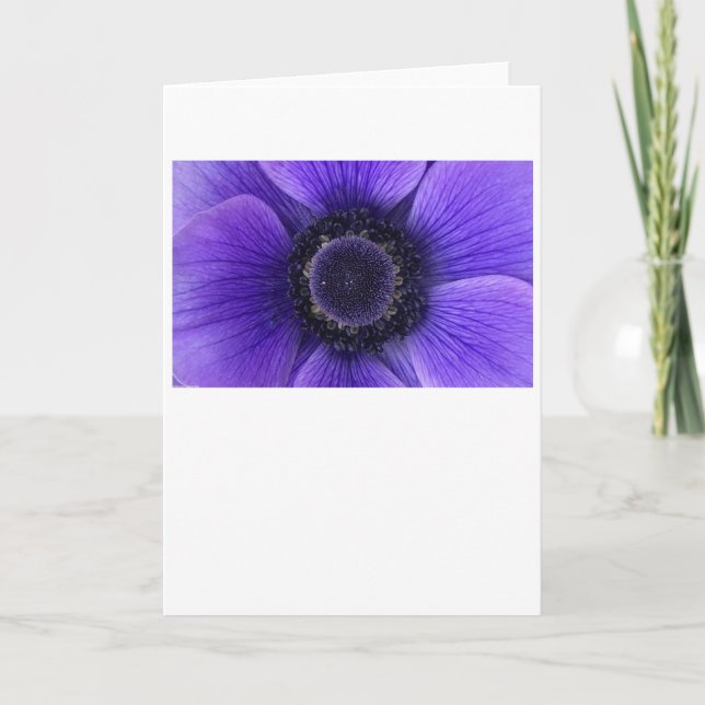 Anemone, kort (Framsida)