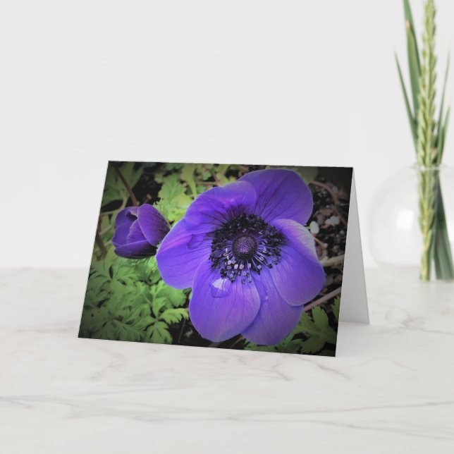 Anemone, kort (Framsida)