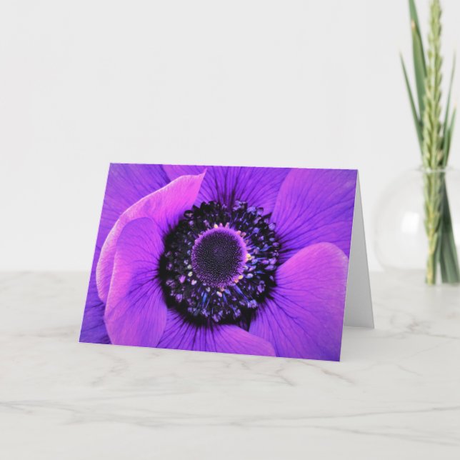 Anemone, kort (Framsida)
