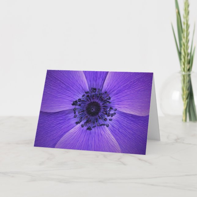 Anemone, kort (Framsida)