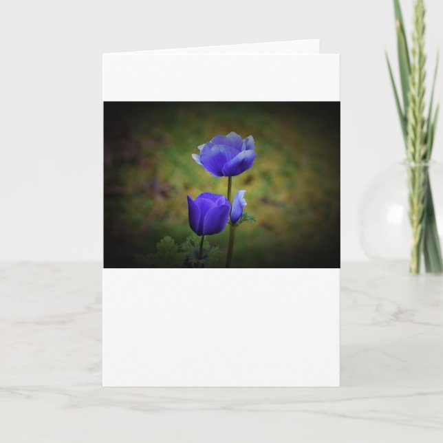 Anemone, kort (Framsida)