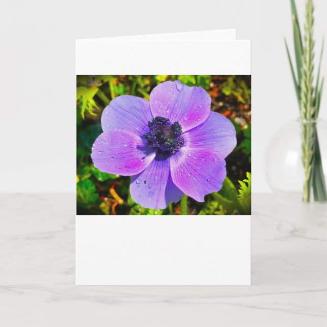 Anemone, kort (Framsida)