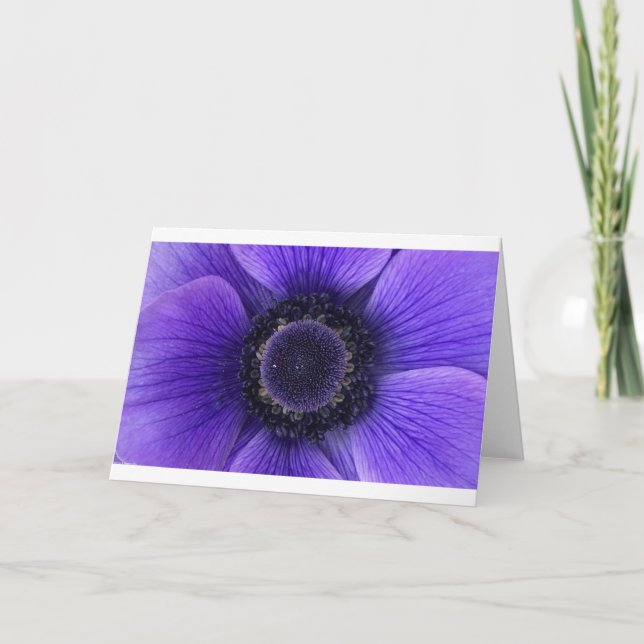 Anemone, kort (Framsida)