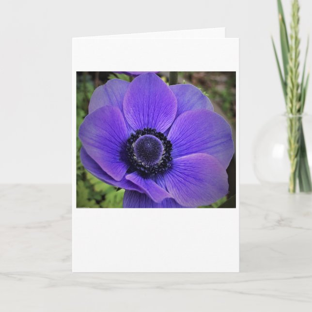 Anemone, kort (Framsida)