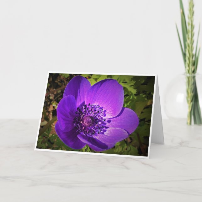 Anemone, kort (Framsida)
